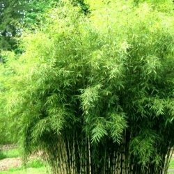 bambou Angustissima