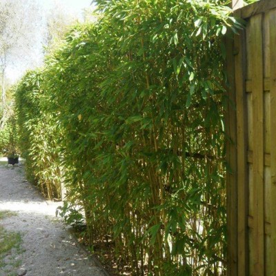 bambou brise vue