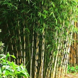 Bambou Campbell