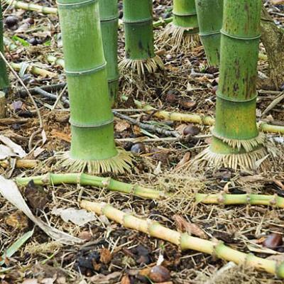 Bambou traçant