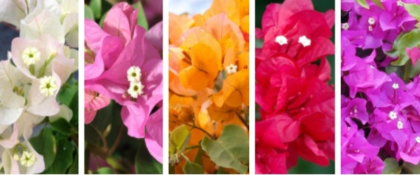 Couleurs de Bougainvillier