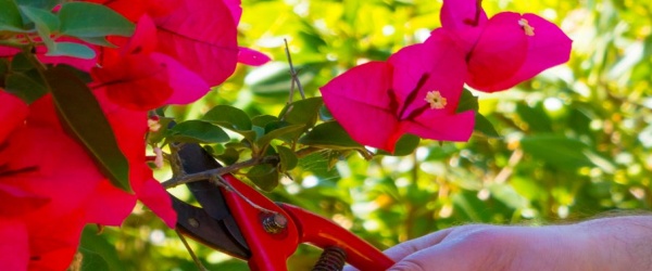 Taille du Bougainvillier