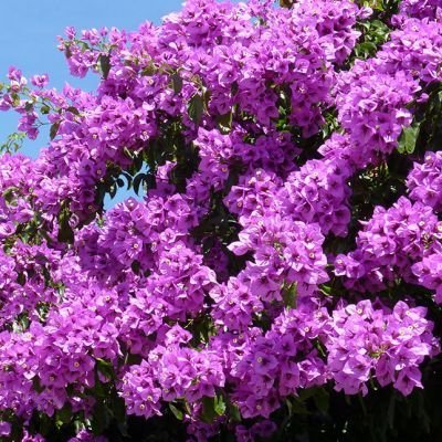 Bougainvillier Violet de Mèze