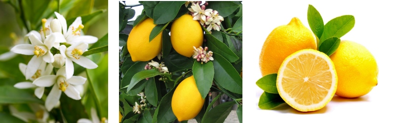 Citronnier : fleurs et fruits