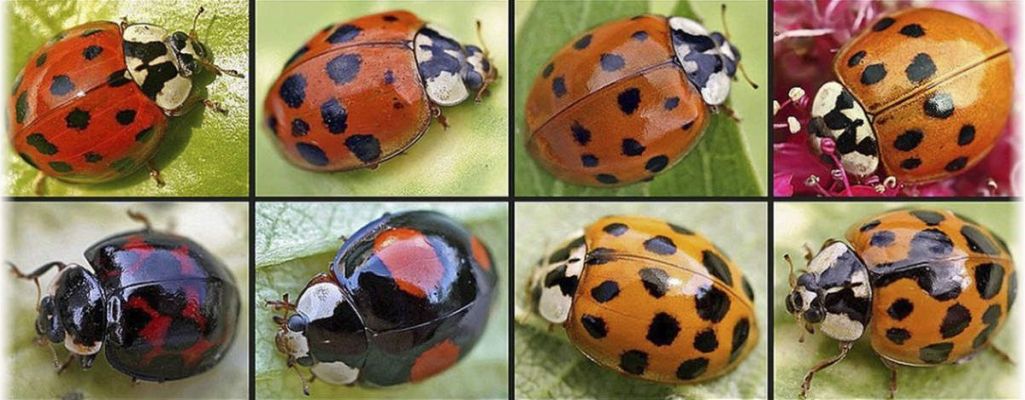 diversité des coccinelles. elles sont toutes utiles au jardin