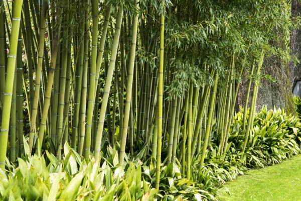croissance des bambous