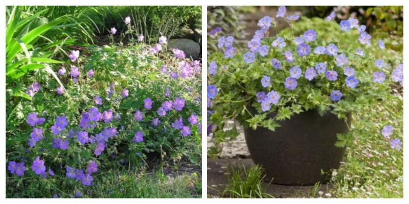 géranium en pleine terre ou en pot