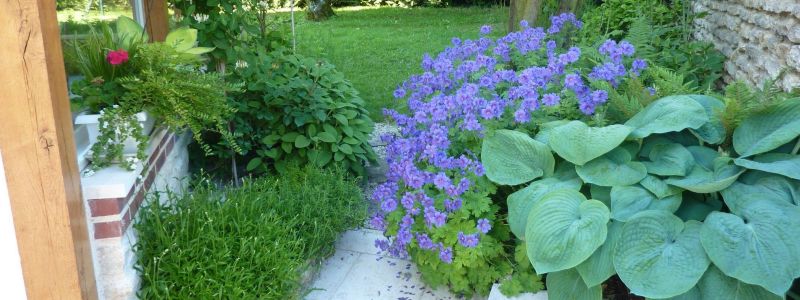 géranium en bordure