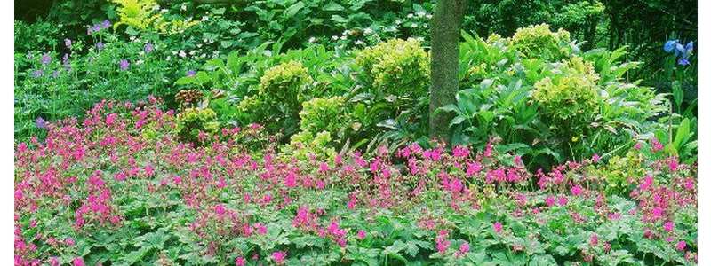 géranium en sous bois