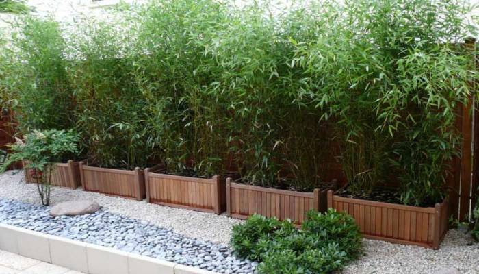 Jardinage : comment choisir et planter des bambous ?