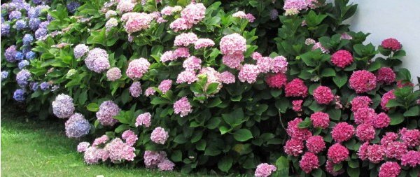 Hortensia floraison