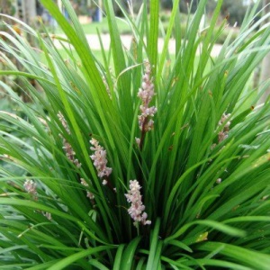 Liriope Isabella