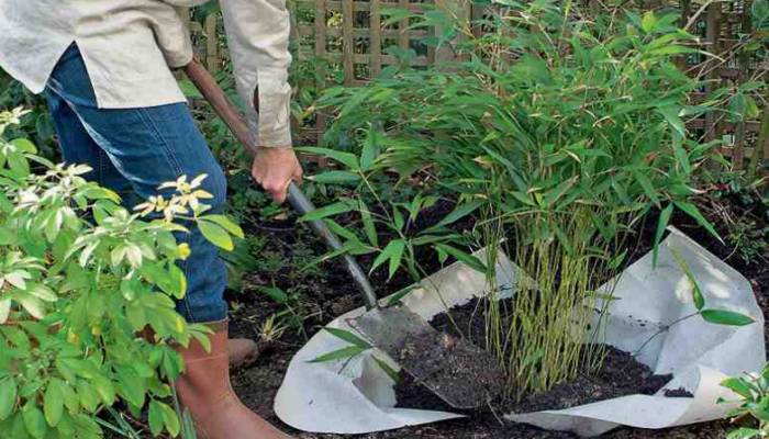 où planter un bambou