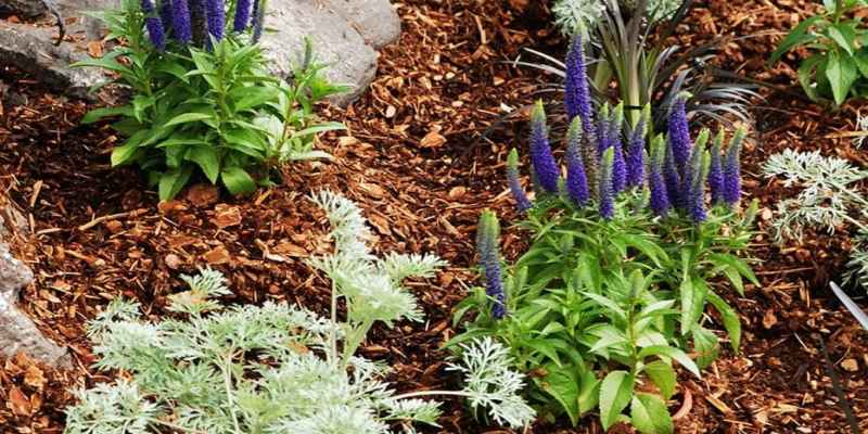 Comment créer un parterre de fleurs