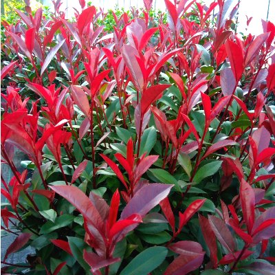 photinia carré rouge