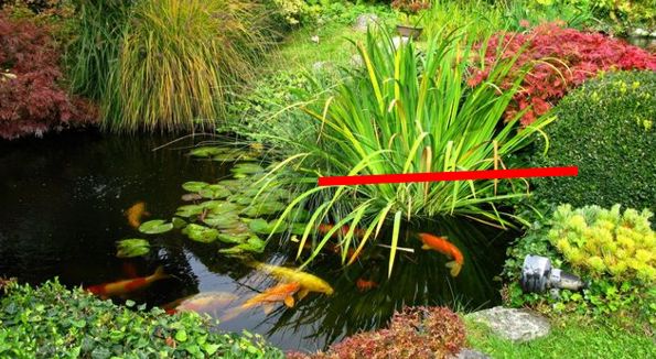 taille plante bassin