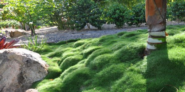 Talus, massif en pente : quel paillage utiliser ?- Blog Promesse