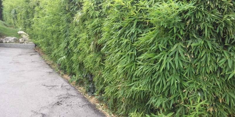 bambou haie de 2m