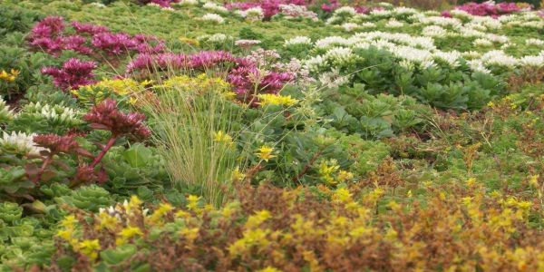 sedum couvre sol