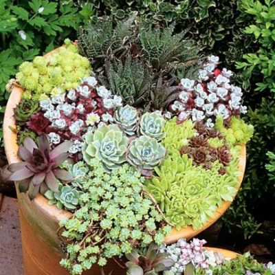 sedum pot