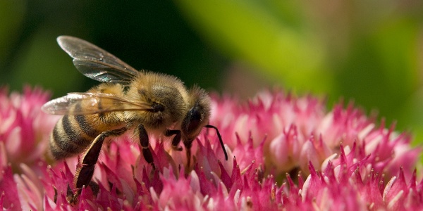 sedum mellifère