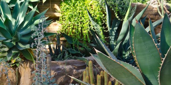 Plantes succulentes pour jardin sans arrosage