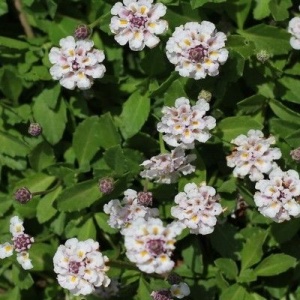 verveine nodiflore