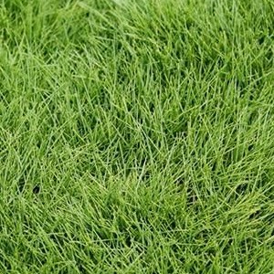 Zoysia