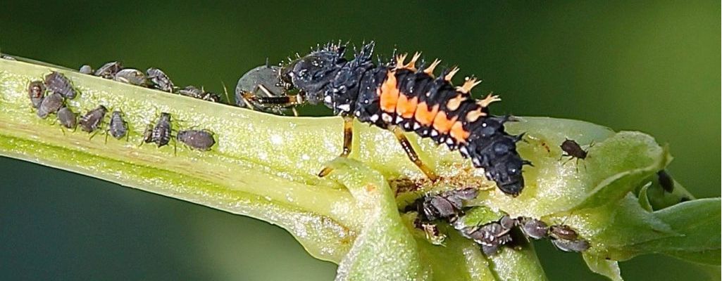 larve de coccinelle mangeant des pucerons