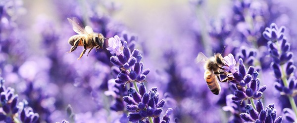 lavande et abeilles