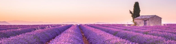 Lavande de provence