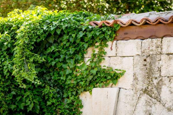 Lierre grimpant sur un mur