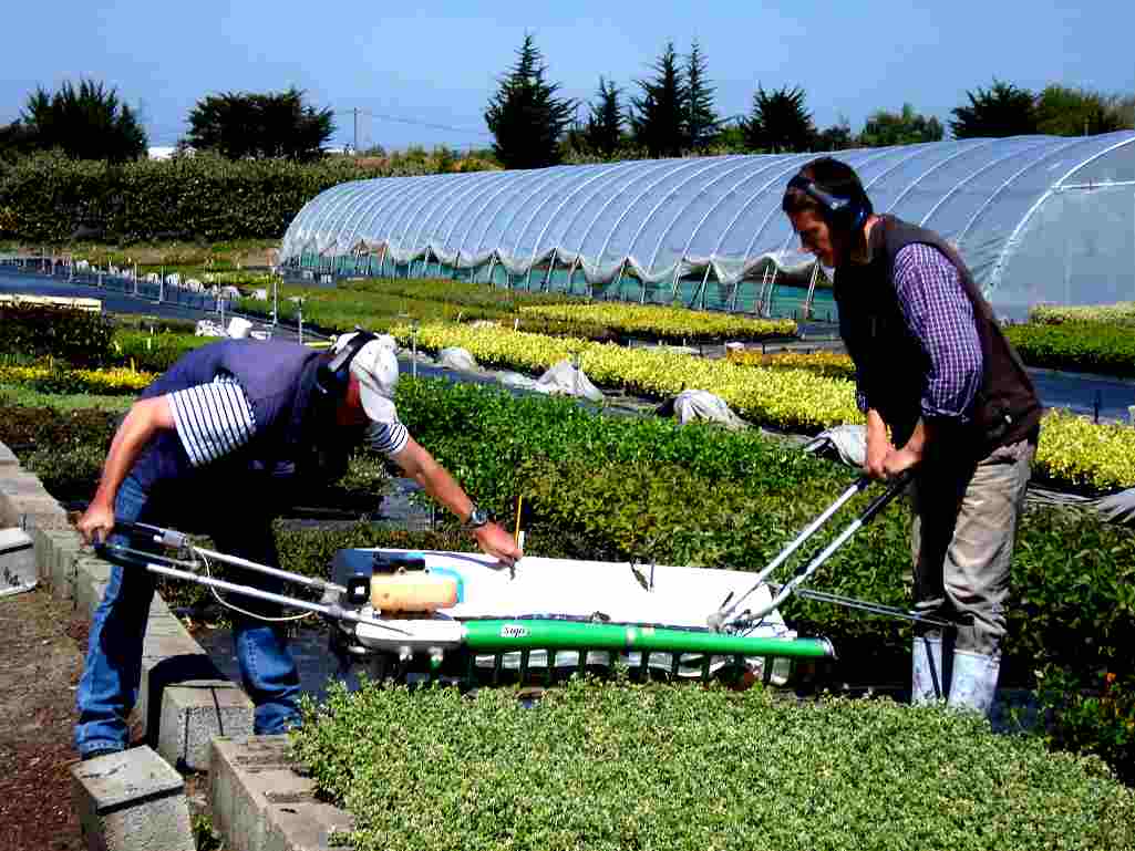 taille des plantes machine