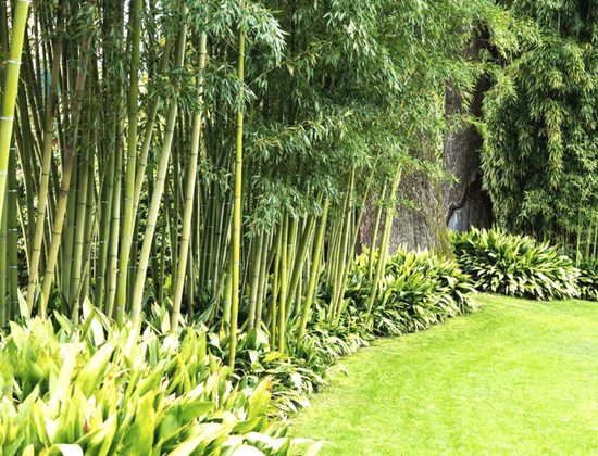Bambou : présentation d'une plante vivace et arbustive