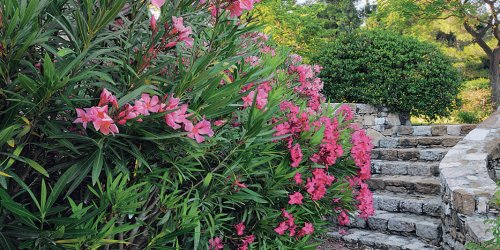 planter le laurier rose