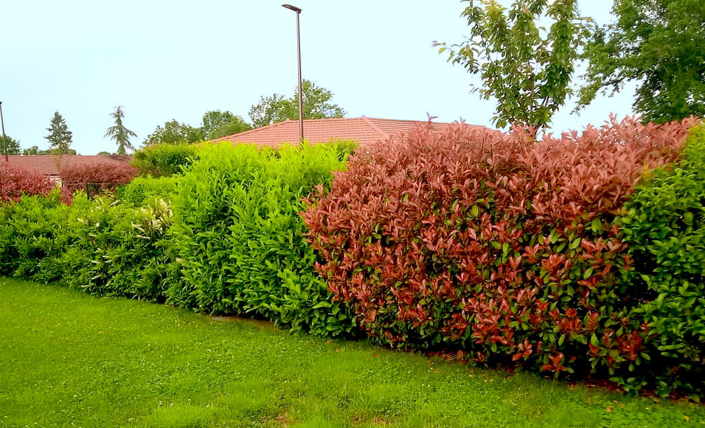 Planter Haie persistante leaderplant