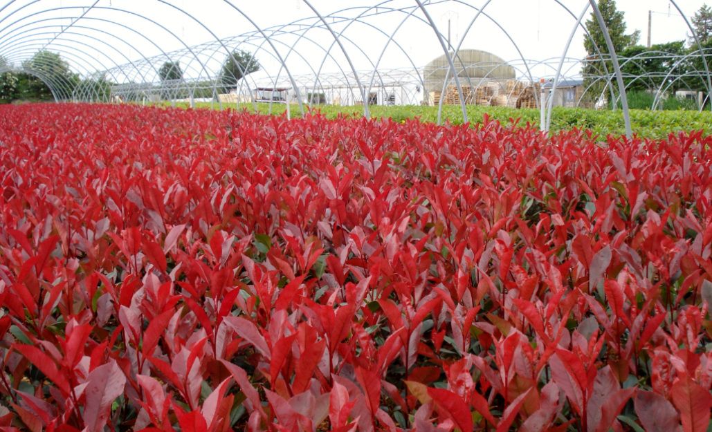 Photinia / Leaderplant