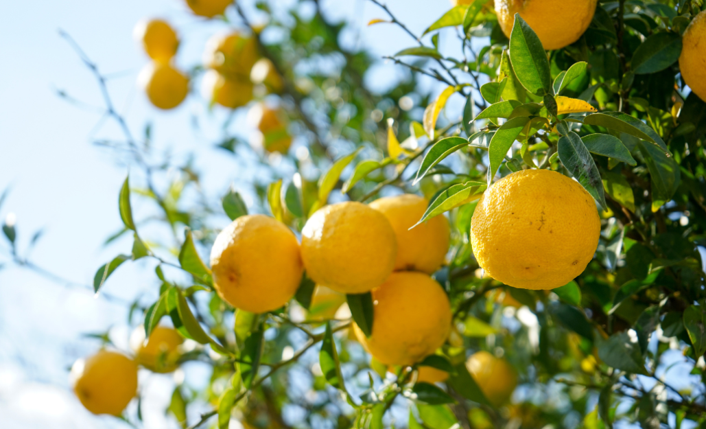 Slider Yuzu Leaderplant