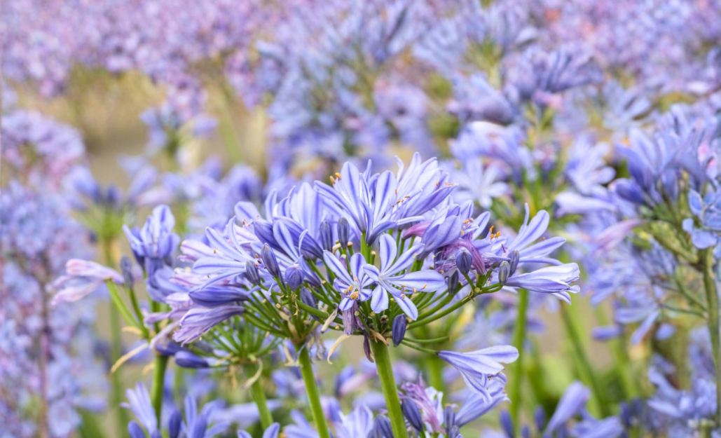 Ventes flash / Leaderplant