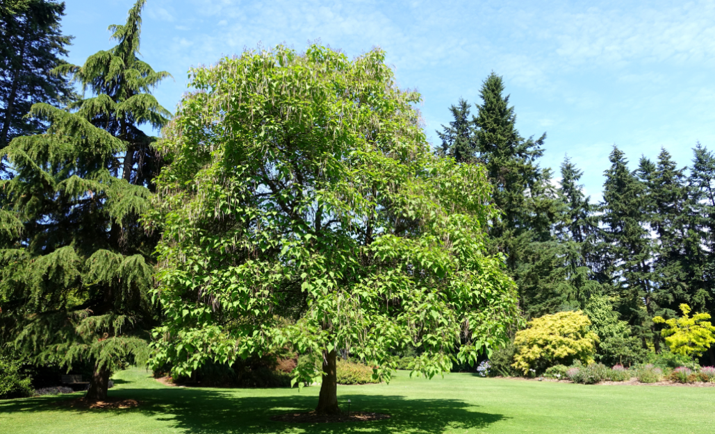 Arbres d'ombrage / Leaderplant