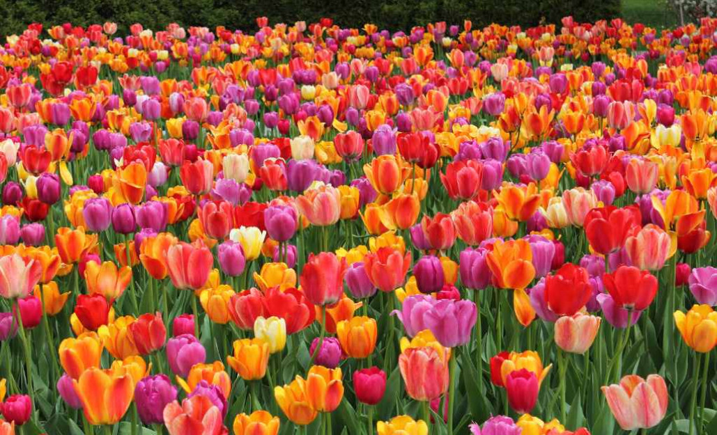 Bulbes à fleurs / Leaderplant