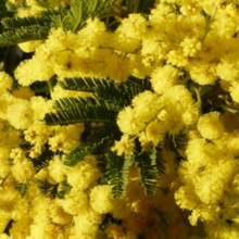 Arbres à croissance rapide / Leaderplant