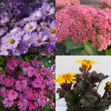 Créer un massif d'automne coloré / Leaderplant