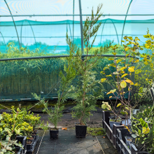 Cyprès de Leyland / Leaderplant