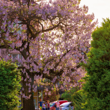 Paulownia / Leaderplant