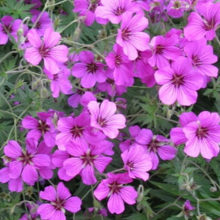 Plantes de balcon à floraison rapide / Leaderplant