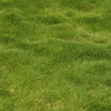 Zoysia-Gazon des Mascareignes