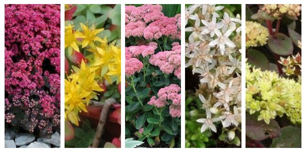 Sedum en fleur