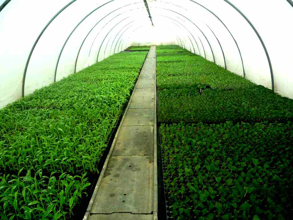 tunnel de bouturage