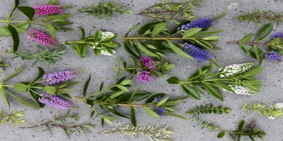 Véronique fleurs